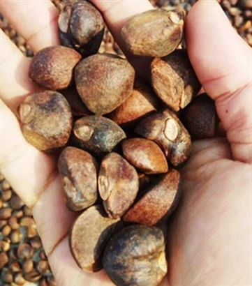 Come estrarre l'olio di camelia?